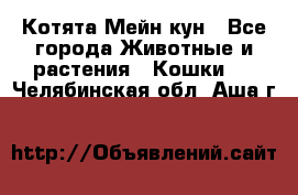 Котята Мейн кун - Все города Животные и растения » Кошки   . Челябинская обл.,Аша г.